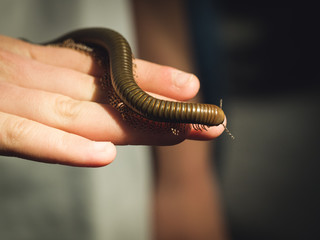 Centipede