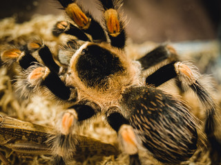 spider