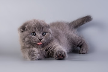 Scottish Fold kitten blue color