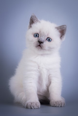 Scottish Fold small cute kitten blue colorpoint white, silver tabby