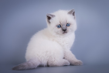 Fototapeta na wymiar Scottish Fold small cute kitten blue colorpoint white, silver tabby
