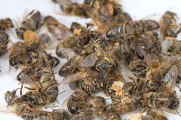 dead bee