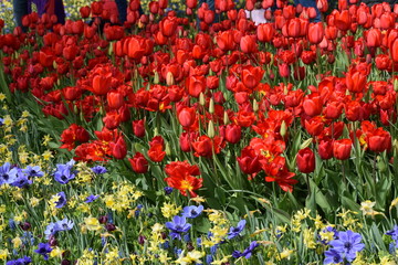 Keukenhof, Neetherland