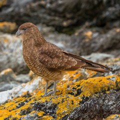 Falcon Chimango Caracara in Tierra del Fuego National Park, Argentina
