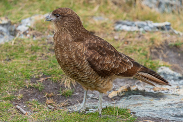 Falcon Chimango Caracara in Tierra del Fuego National Park, Argentina