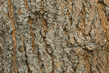 Bark of the old big relief nuts for backgrounds