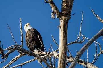 Bald Eagle Perched High in the Winter Tree