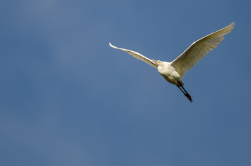 Snowy Egret Flying in Blue Sky