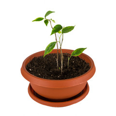 Ficus benjamin grows in the clay pot