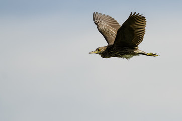 Young Black-Crowned Night-Heron Flying in a Cloudy Blue Sky