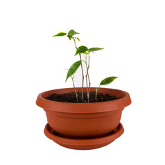 Ficus benjamin grows in the clay pot