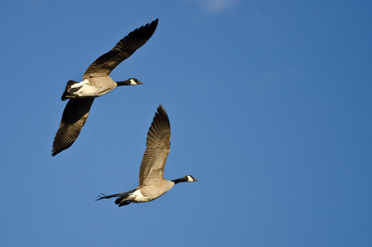 Two Canada Geese Flying in a Blue Sky
