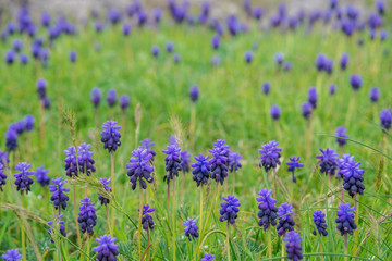 Naklejka premium field of blue flowers with mountains in background
