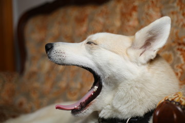 Weißer Husky am gähnen