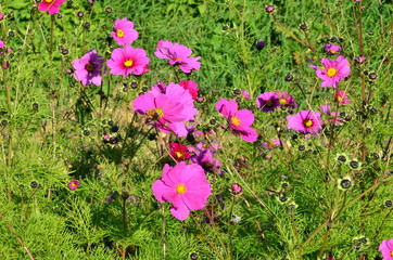 FLEURS (Bourgogne) FRANCE