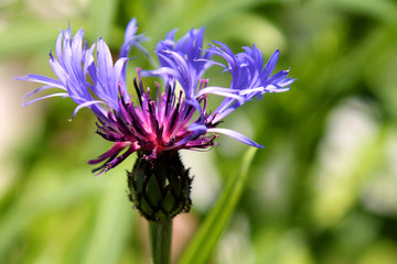 Cornflower