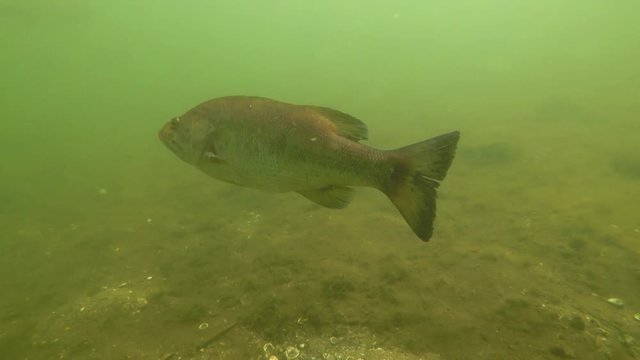 Big Bass Swimming