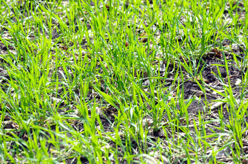 Fresh wheat germ on the field with in a sunny spring day
