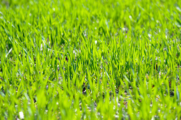 Fresh wheat germ on the field with in a sunny spring day