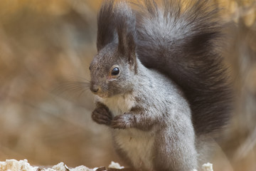 Gray squirrel eats leftovers of winter nut stock