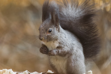 Naklejka na ściany i meble Gray squirrel eats leftovers of winter nut stock