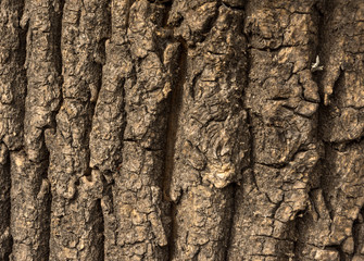 Bark of the old big relief nuts for backgrounds
