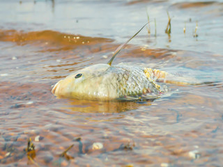 Dead fish in the water represents a bad environment.