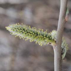 Blooming flowers of the willow. Macro. Spring.
