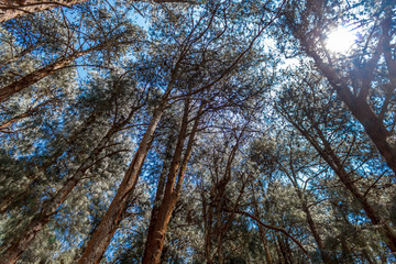 Heads up view of pine trees with bright sunlight, Ooty, India, 19 Aug 2016