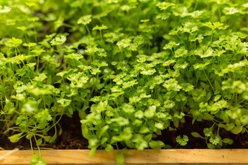 Obraz premium parsley