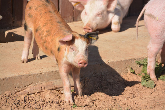 cochinillo marr&oacute;n