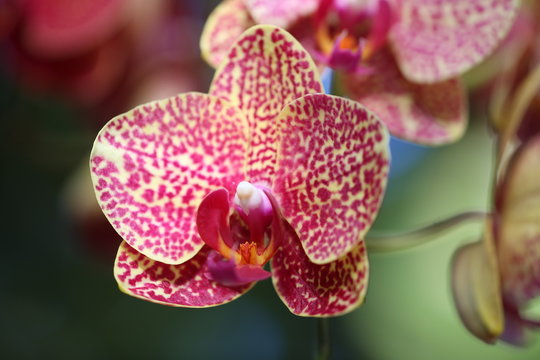 Spotted Orchid