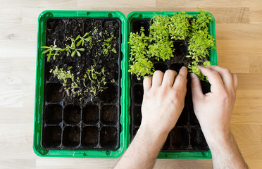 parsley