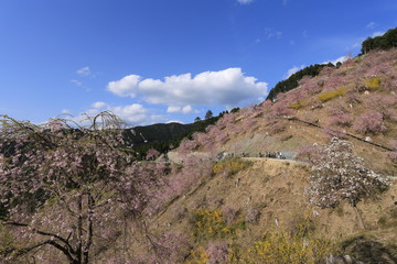 高見の郷　千本のしだれ桜