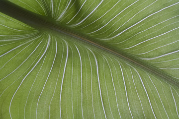 leaf of calla closeup