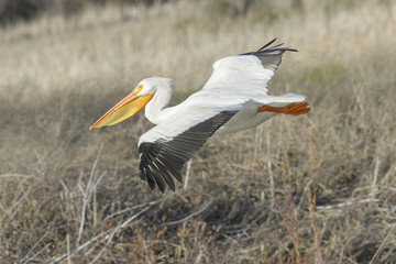 American White Pelican in flight