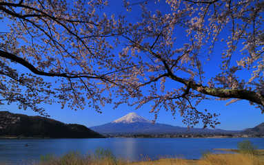 Mt. Fuji and Cherry tree from Lakeside "Kawaguchiko" with blue sky