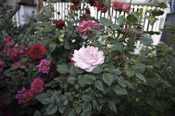 Fototapeta na wymiar Roses From our Backyard