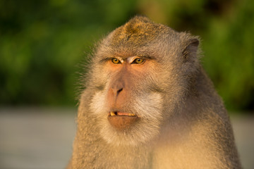 Portrait of an adult monkey. Ubud, Bali, Indonesia