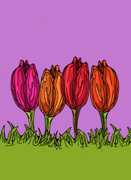 The Tulips