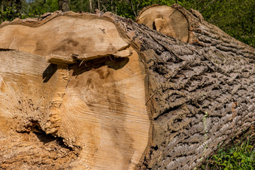 Brennholz © focus finder