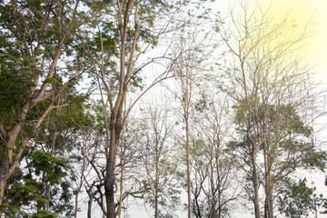 Fototapeta premium colorful of group of green leaf ,treetop part of tree with sunlight effect