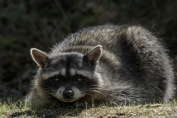 Raccoon