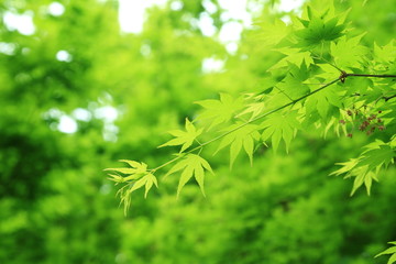 新緑を迎えたモミジの葉