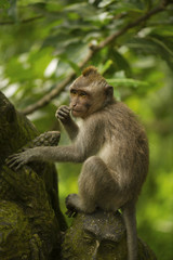 Cute young monkey in a tropical forest. Bali, Indonesia