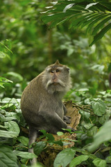 Adult monkey sits on the tree in the forest. Monkey forest, Ubud, Bali, Indonesia
