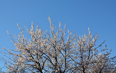 Blossoming old apricot tree