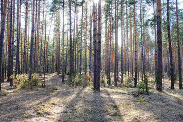 Fototapeta premium Pine forest 