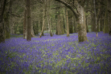 bluebells in the springtime woodland, Lanhydrock, Cornwall, UK