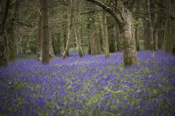 bluebells in the springtime woodland, Lanhydrock, Cornwall, UK